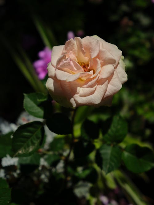 Free Close-up of a Rose Stock Photo