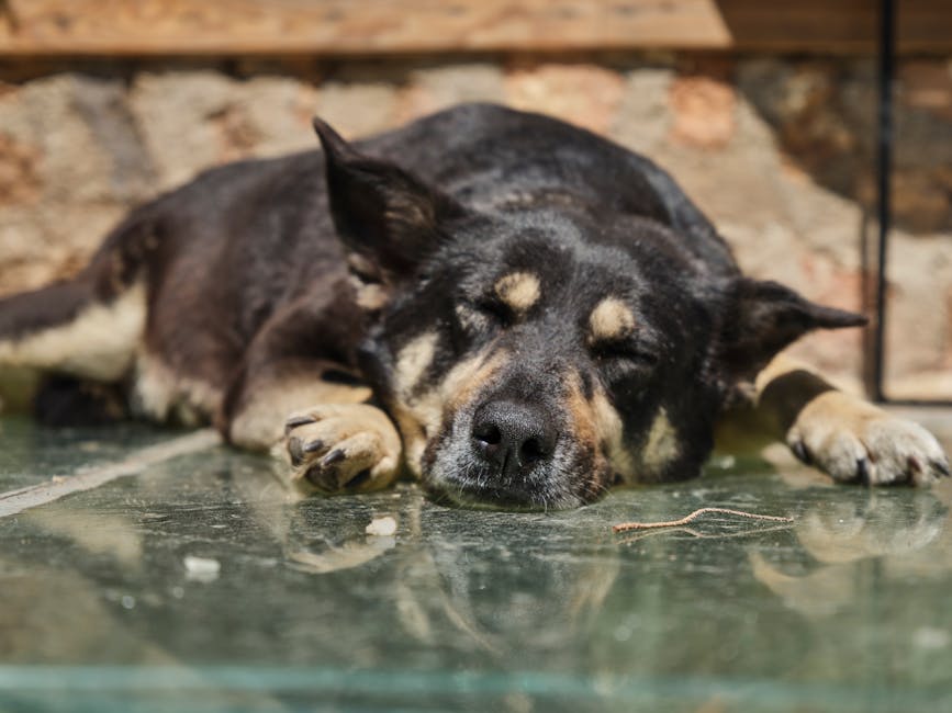 a beautiful cute dog sleeping on the street
