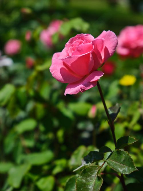 Free Close-up of a vivid pink rose blooming in a lush spring garden, capturing nature's beauty. Stock Photo