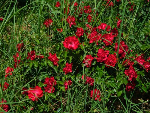 Free Beautiful close-up of blooming red roses surrounded by lush green grass outdoors in summer. Stock Photo