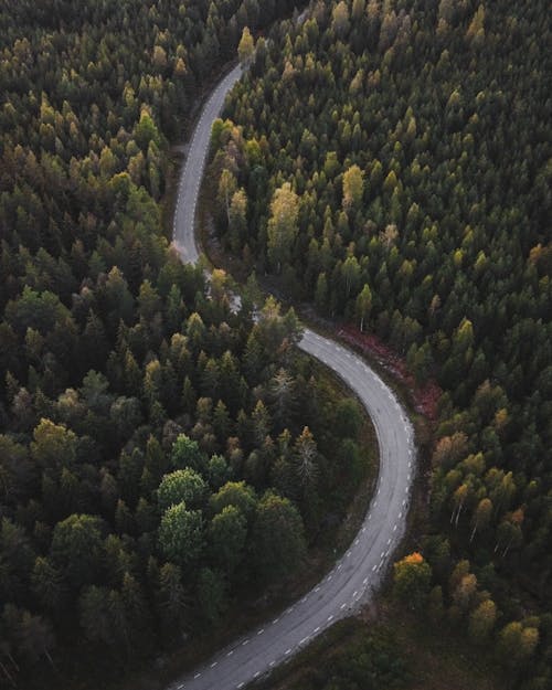 Aerial View of a Road in the Forest