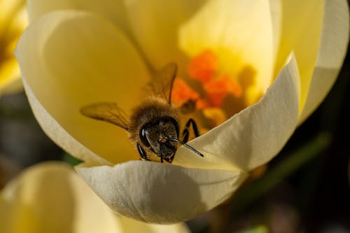 A Bee on Pollinating on White Flower