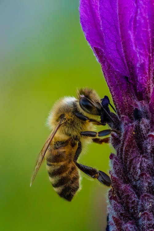 Photo of a Bee Collecting Pollen