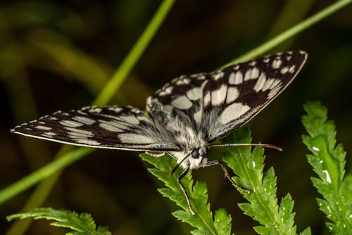 Marbled White Butterfly Perched on Leaf in Close Up View