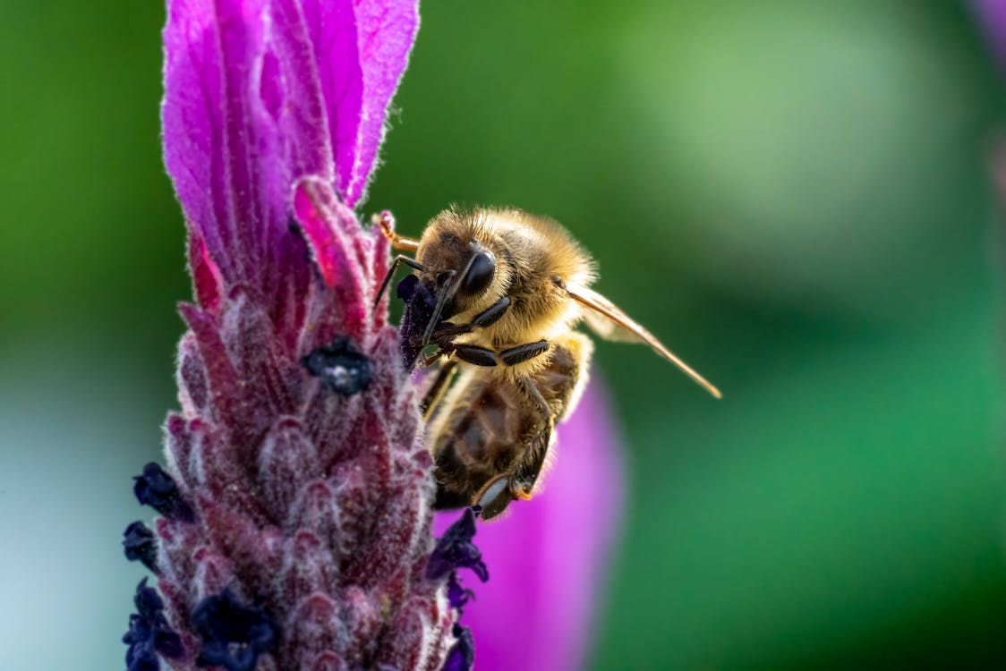 Photos gratuites de abeille, animal, fermer