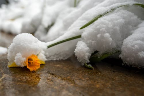 Daffodil crushed by snow