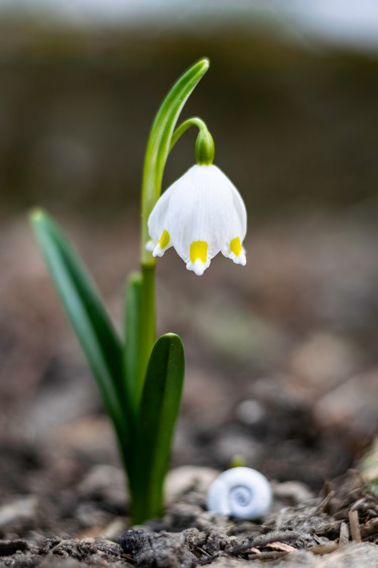 Close-up Of The Spring Snowflake Flower