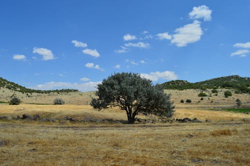Darmowe zdjęcie z galerii z drzewo, krajobraz, pole