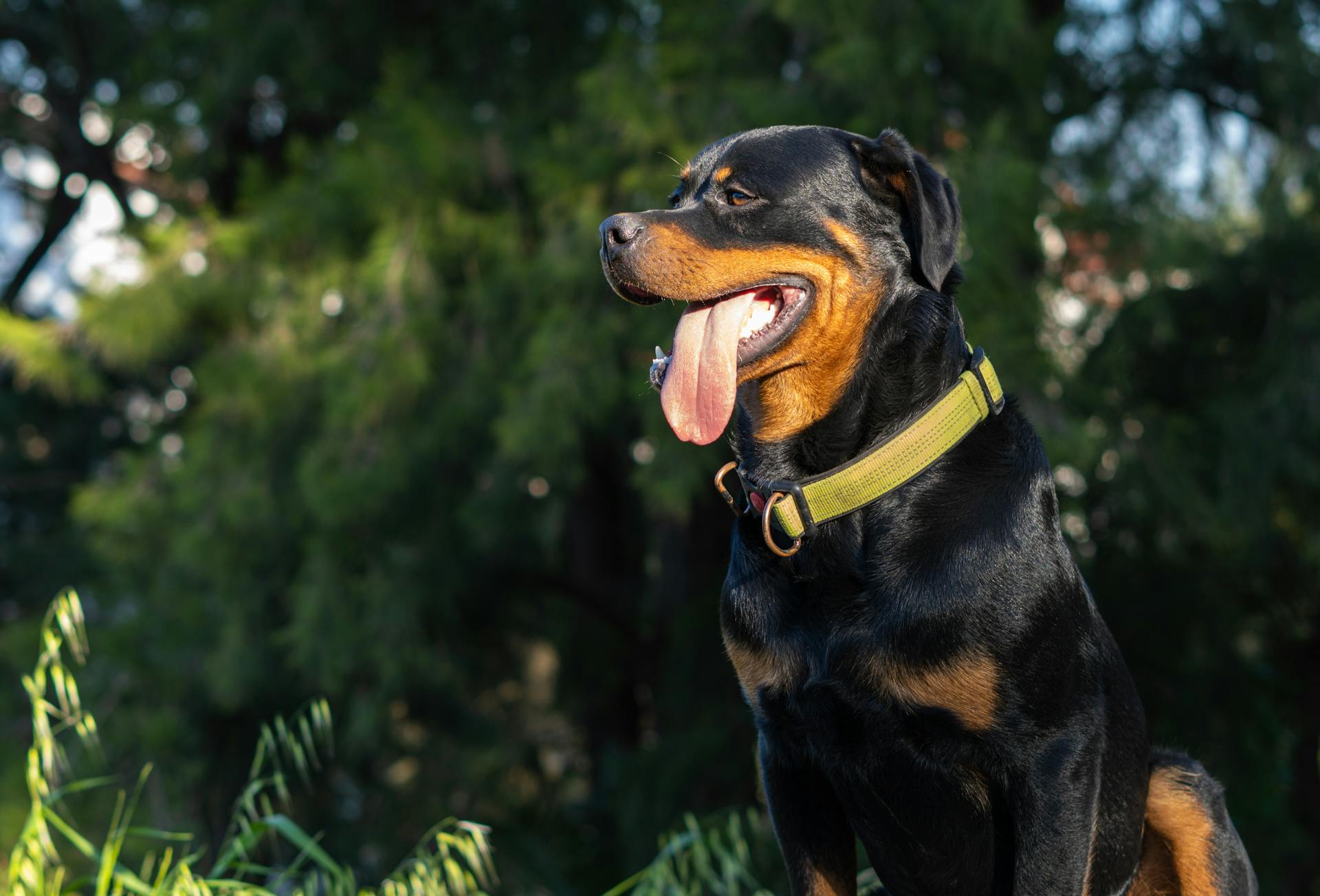 Zwarte rottweiler met gele hondenkraag