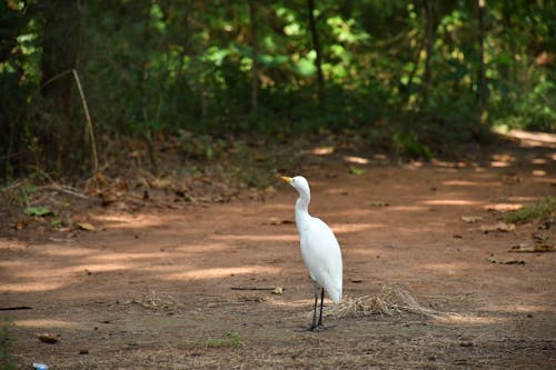 A Great Egret 