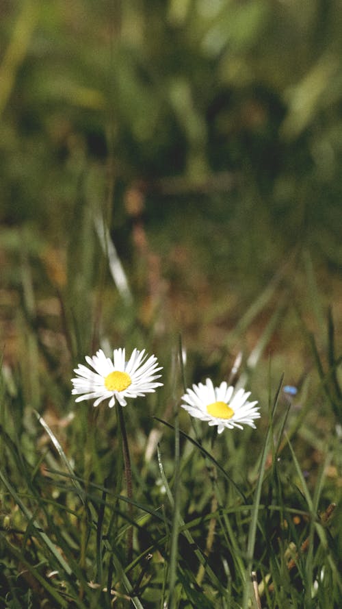 Foto d'estoc gratuïta de estiu, flor, granulat
