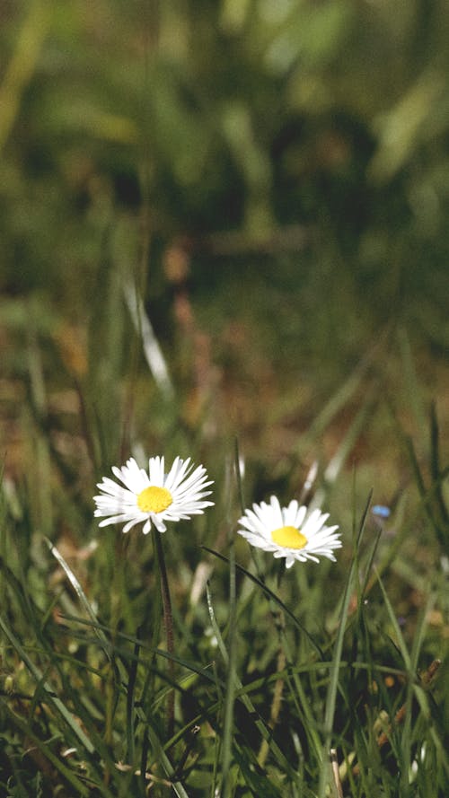 Photos gratuites de été, fleur, granuleux