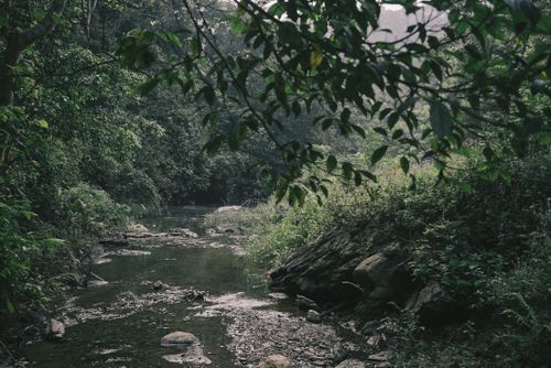 Free Tranquil forest stream surrounded by lush greenery and rocky terrain, perfect for nature lovers. Stock Photo