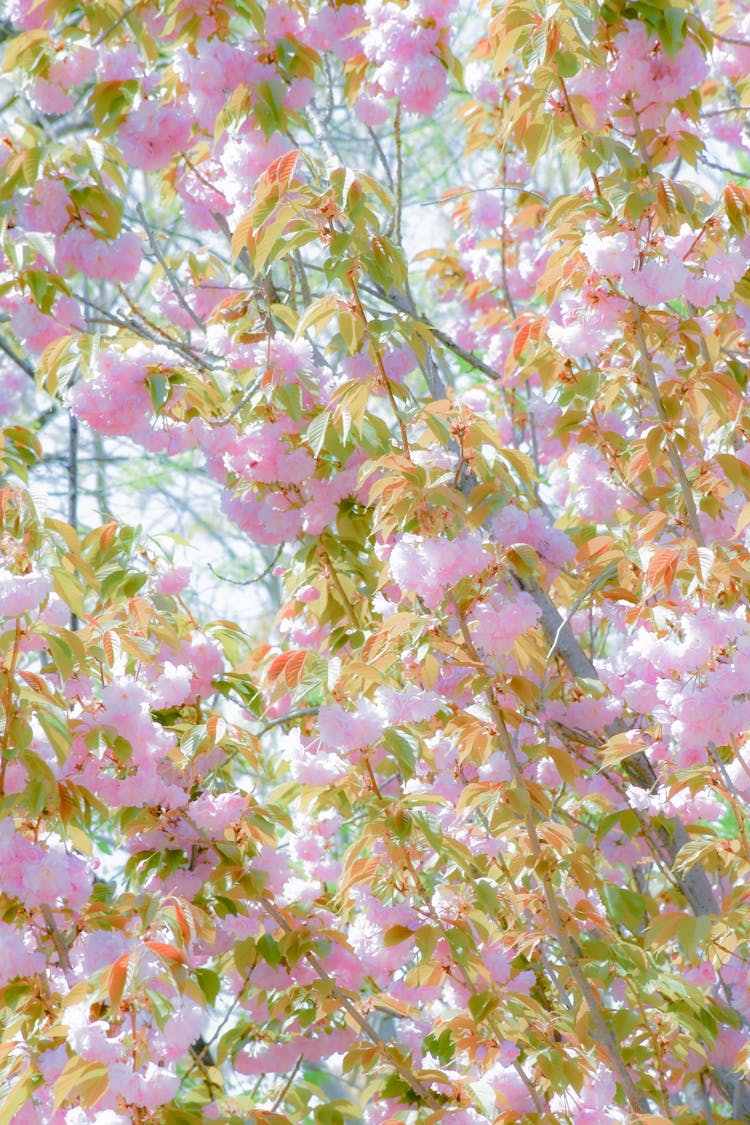 Photo Of Blossom Of A Prunus Kanzan Trees