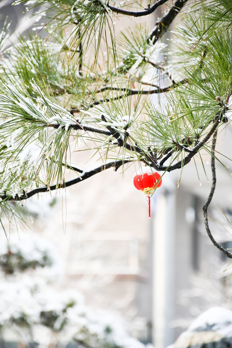 A Pine Tree With A Small Traditional Lantern