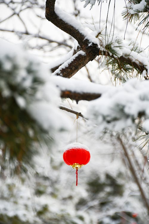 Photos gratuites de branche d'arbre, fermer, froid