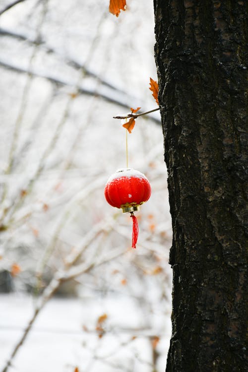 Photos gratuites de branche d'arbre, fermer, froid