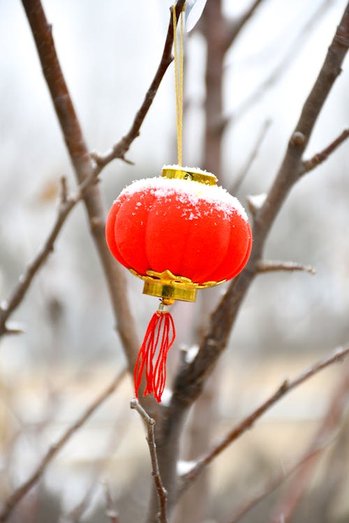 Photo of Red Lamp or Glass Ball Hanging on a Tree in Winter