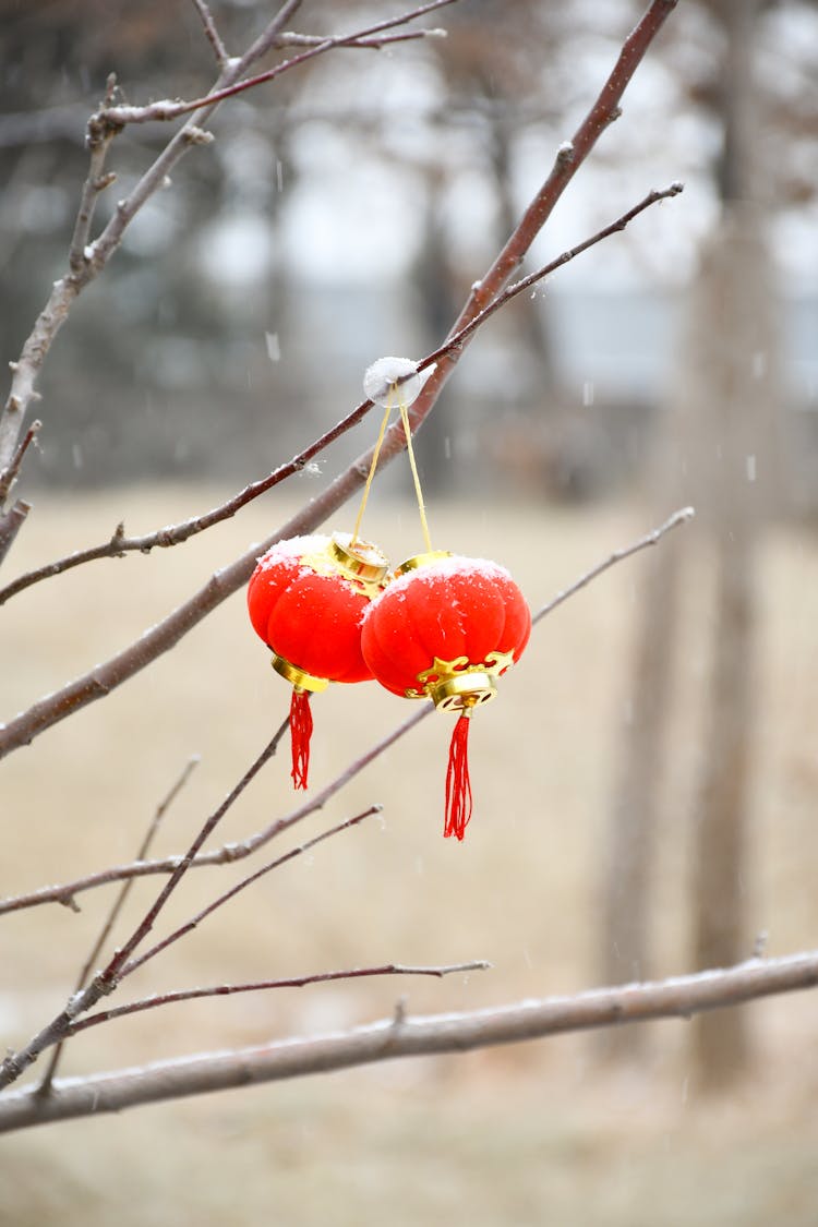 Two Red Chinese Mini Lanterns Pending From Tree Branch
