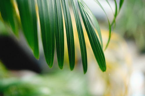 Close-up of a Palm Leaf 