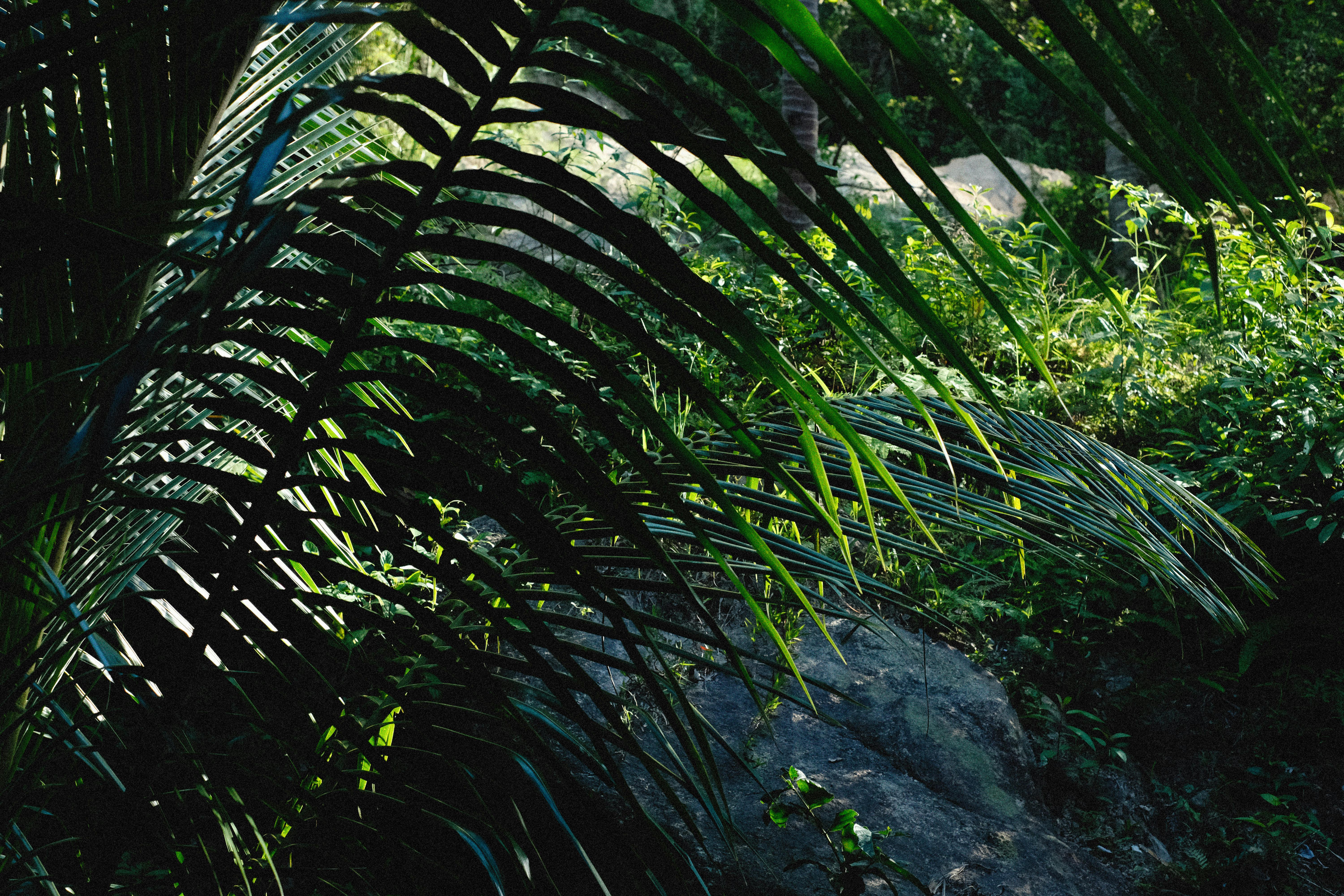 Vibrant green palm fronds create stunning patterns in the dappled sunlight of a lush forest scene.