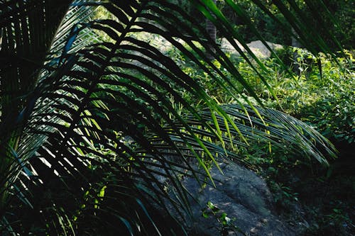 Rainforest Lush Foliage