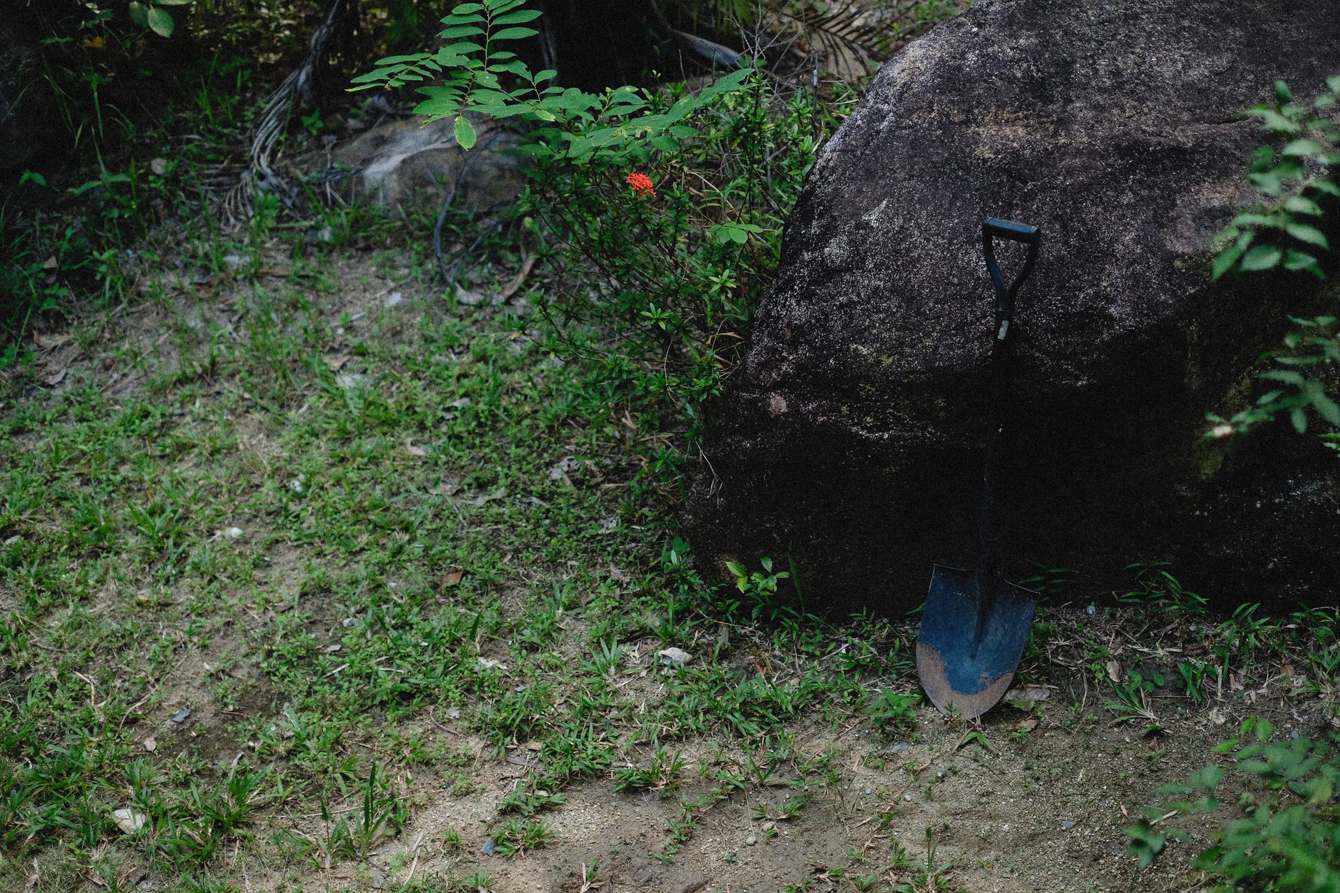 A garden shovel leaning against a rock surrounded by greenery and grass.