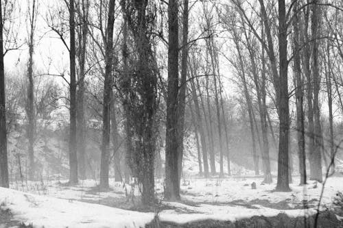 Grayscale Photo of Bare Trees on Snow Covered Ground