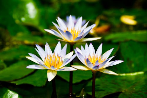 Free Close-up of White Lotus Flowers Stock Photo