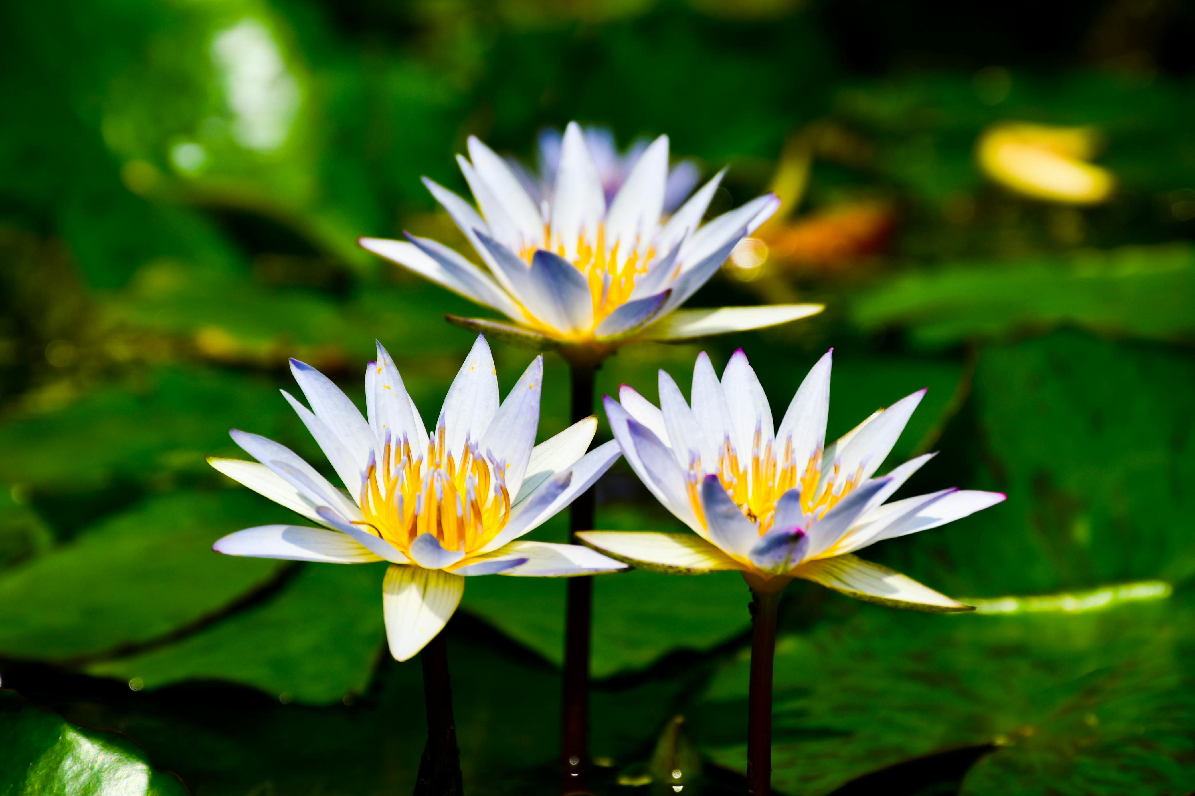 2,000+ Best Lotus Photos · 100% Free Download · Pexels Stock Photos