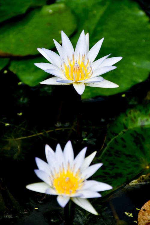 Free Two stunning white water lilies bloom gracefully on lush green leaves. Stock Photo