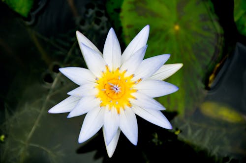 Top View of a Lotus Flower Head