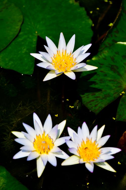 Free Stunning white water lilies with yellow centers floating on lush green leaves in a serene water setting. Stock Photo