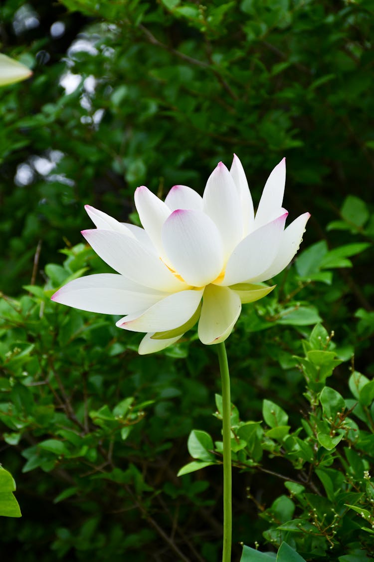 Photo Of Stem And Blossom Of Lotus Flower