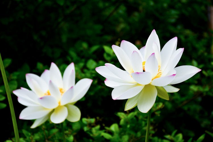 Close-up Of White Lotus Flowers