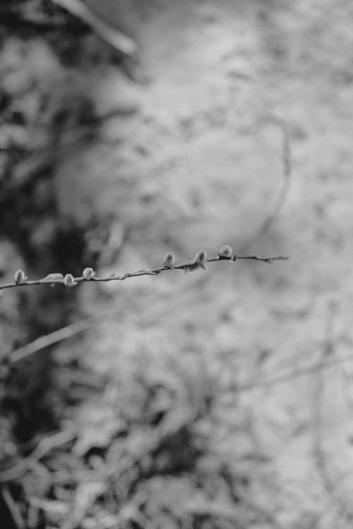 Close-up of a Frosty Branch 