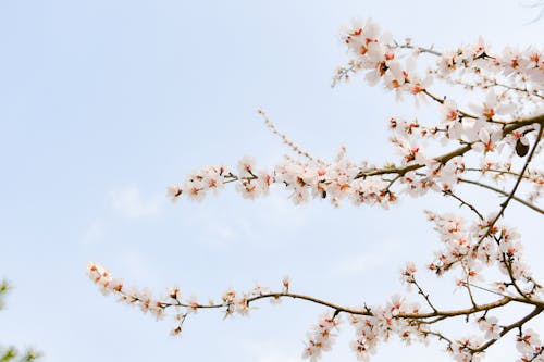 Foto profissional grátis de árvore, cereja, céu