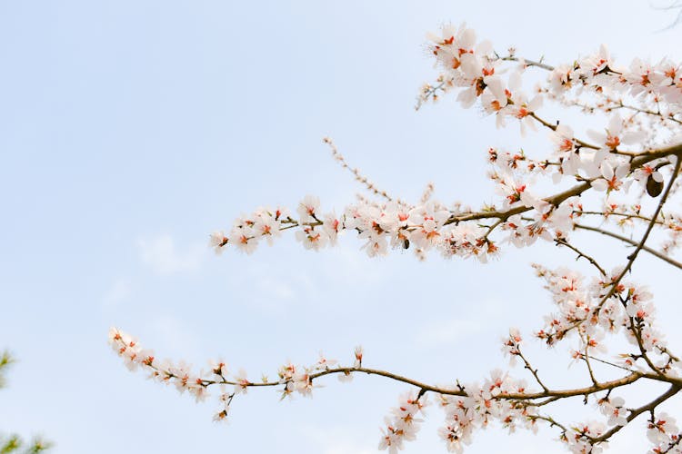 Photo O Blossom Of A Japanese Cherry Tree