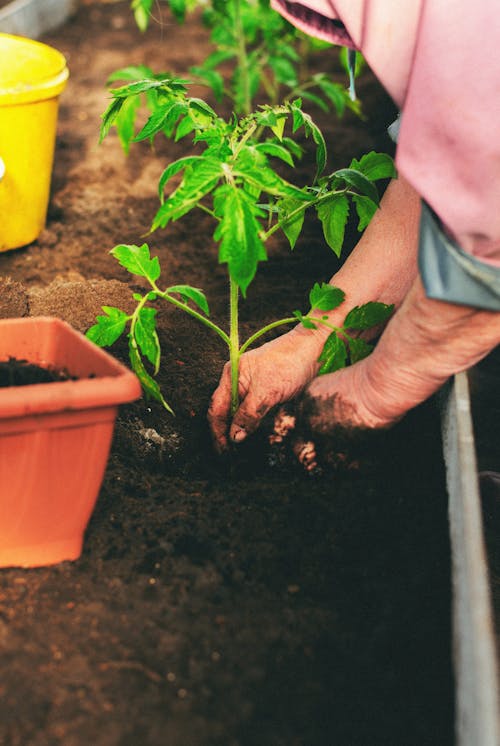 Free Gardner Planting Tomato Seedling to Compost in Greenhouse Bed Stock Photo