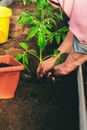 Gardner Planting Tomato Seedling to Compost in Greenhouse Bed