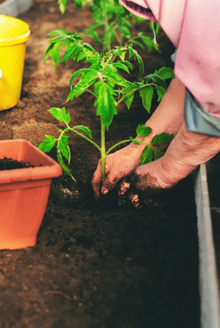 Gardner Planting Tomato Seedling To Compost In Greenhouse Bed