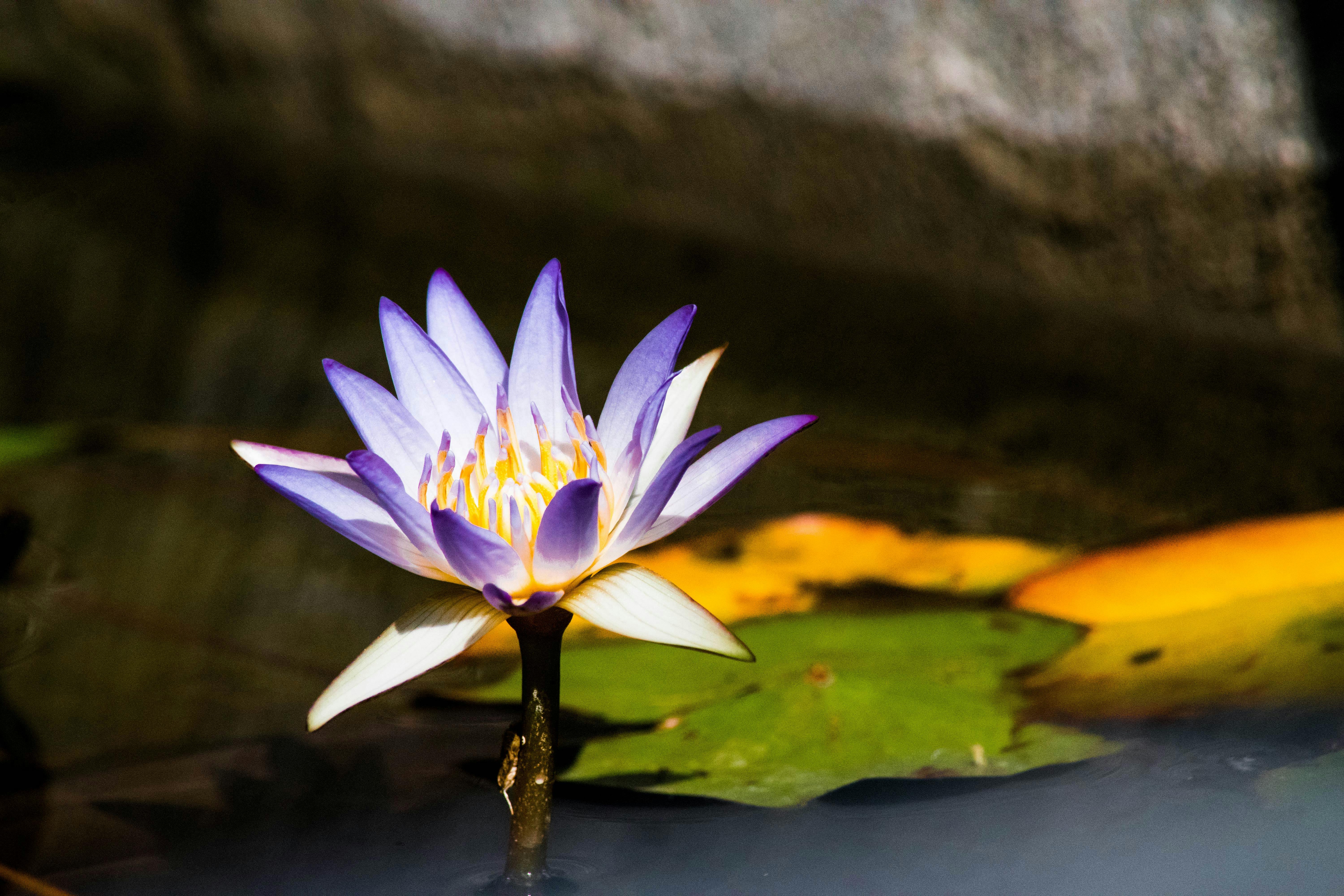 Pink Water Lily Flowers In Bloom Free Stock Photo