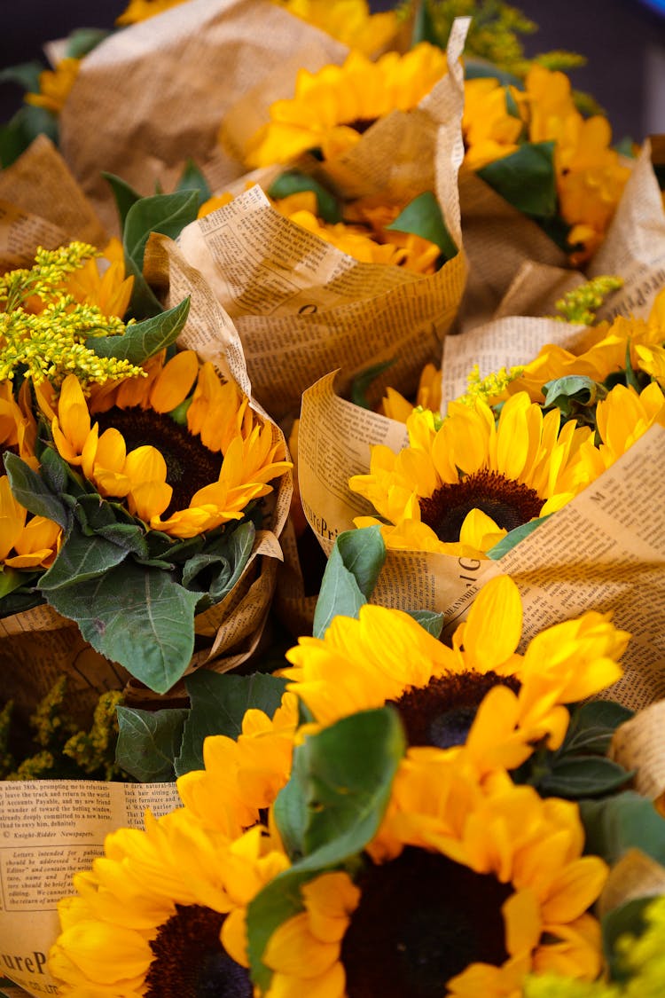 Sunflowers Wrapped In Newspapers