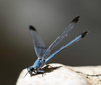 Macro shot of a blue dragonfly perched on a rock in Paphos, showcasing intricate details of its wings.