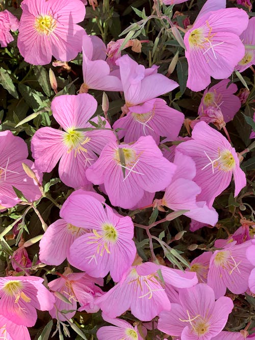 Fotos de stock gratuitas de cubiertas de suelo, flores, jardín