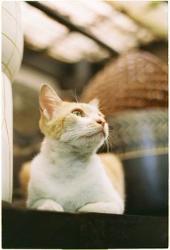 A serene domestic cat gazes upwards in a cozy indoor setting.