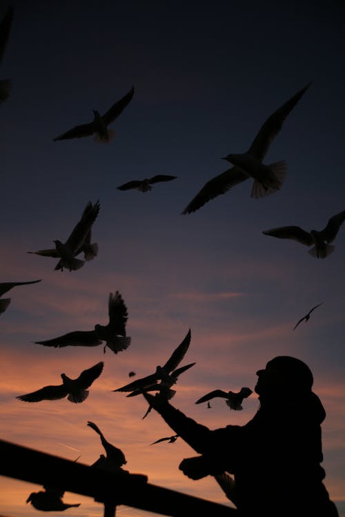 A Silhouette of Birds Flying over a Man