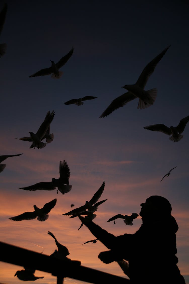 A Silhouette Of Birds Flying Over A Man