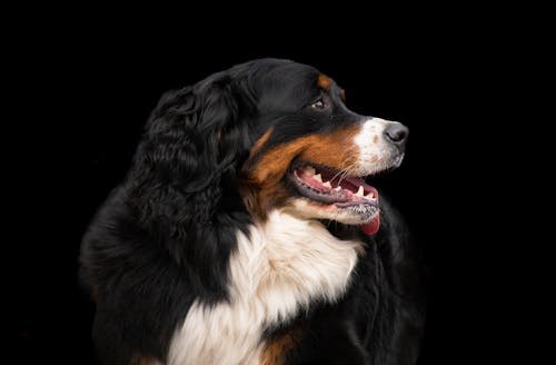 Een Berner Sennenhond op een zwarte achtergrond