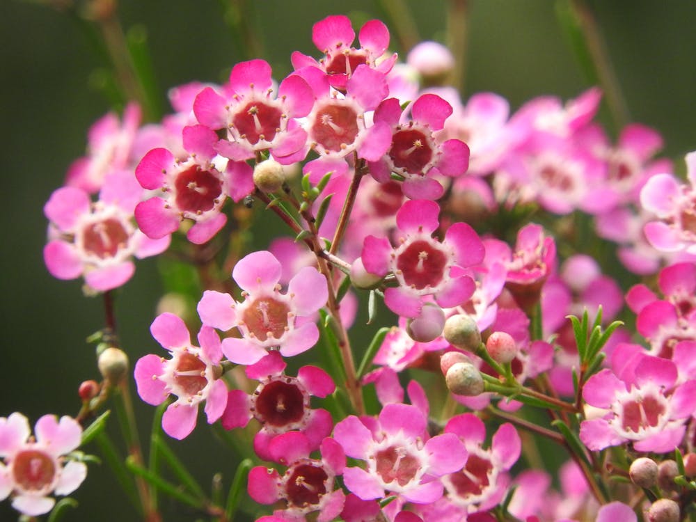 Shallow Focus Photography of Pink Flowers